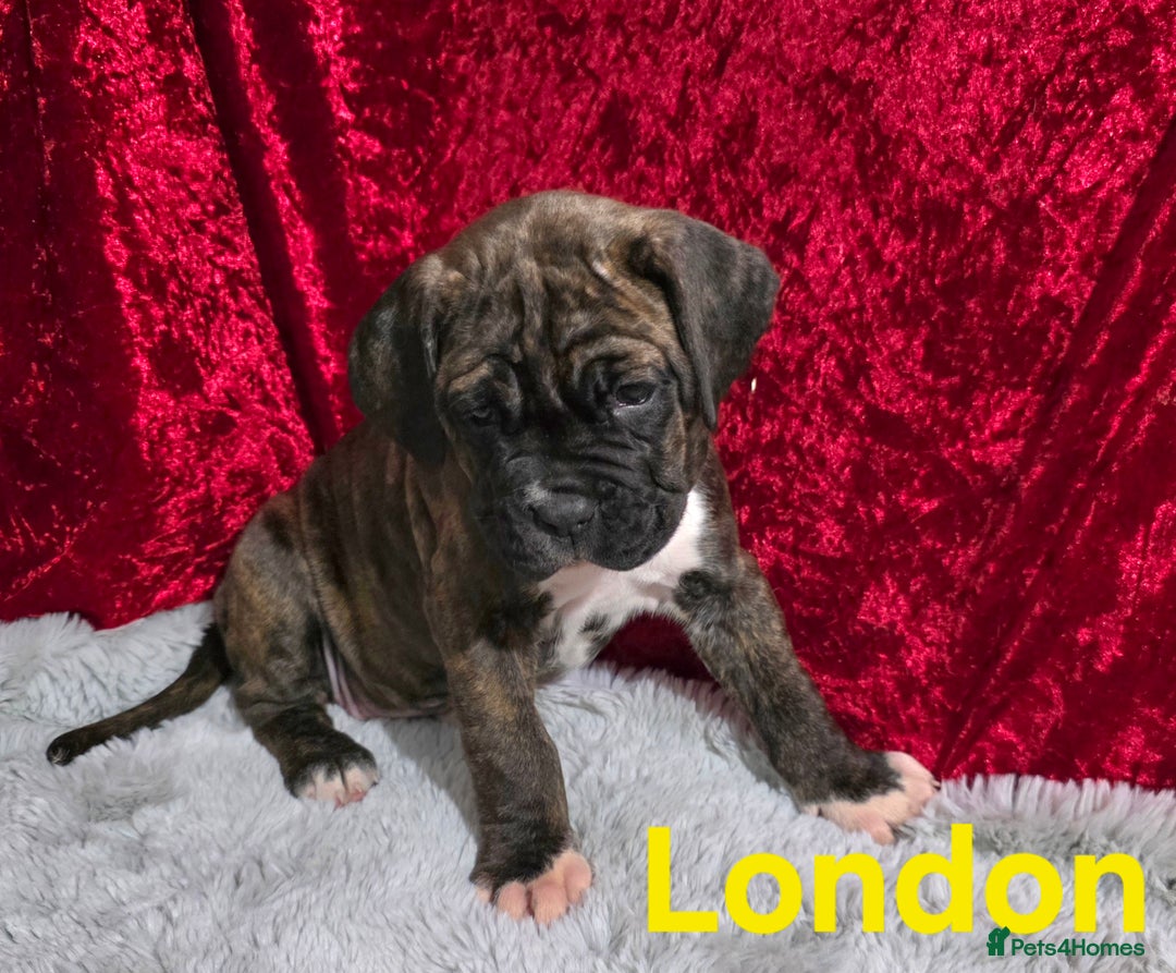 Boxer dogs for sale: Very unusual & Rare Boxer cross - Advert 5