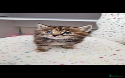 Mixed Breed cats for sale: Beautiful kittens looking for their forever homes - Image 5