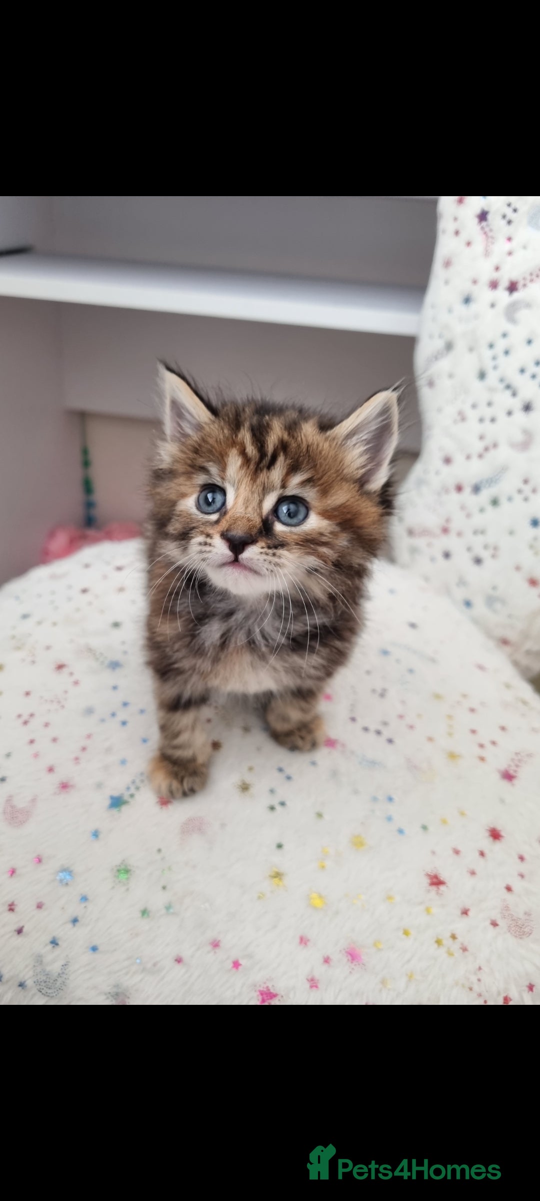 Mixed Breed cats for sale: Beautiful kittens looking for their forever homes - Image 5