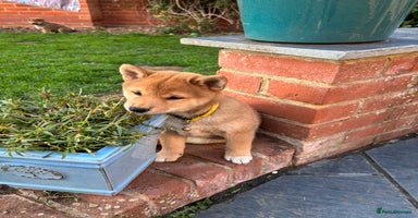 Japanese Shiba Inu dogs - Advert 11