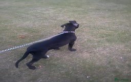 Cane Corso dogs for sale: Luna cane corso  - Image 2