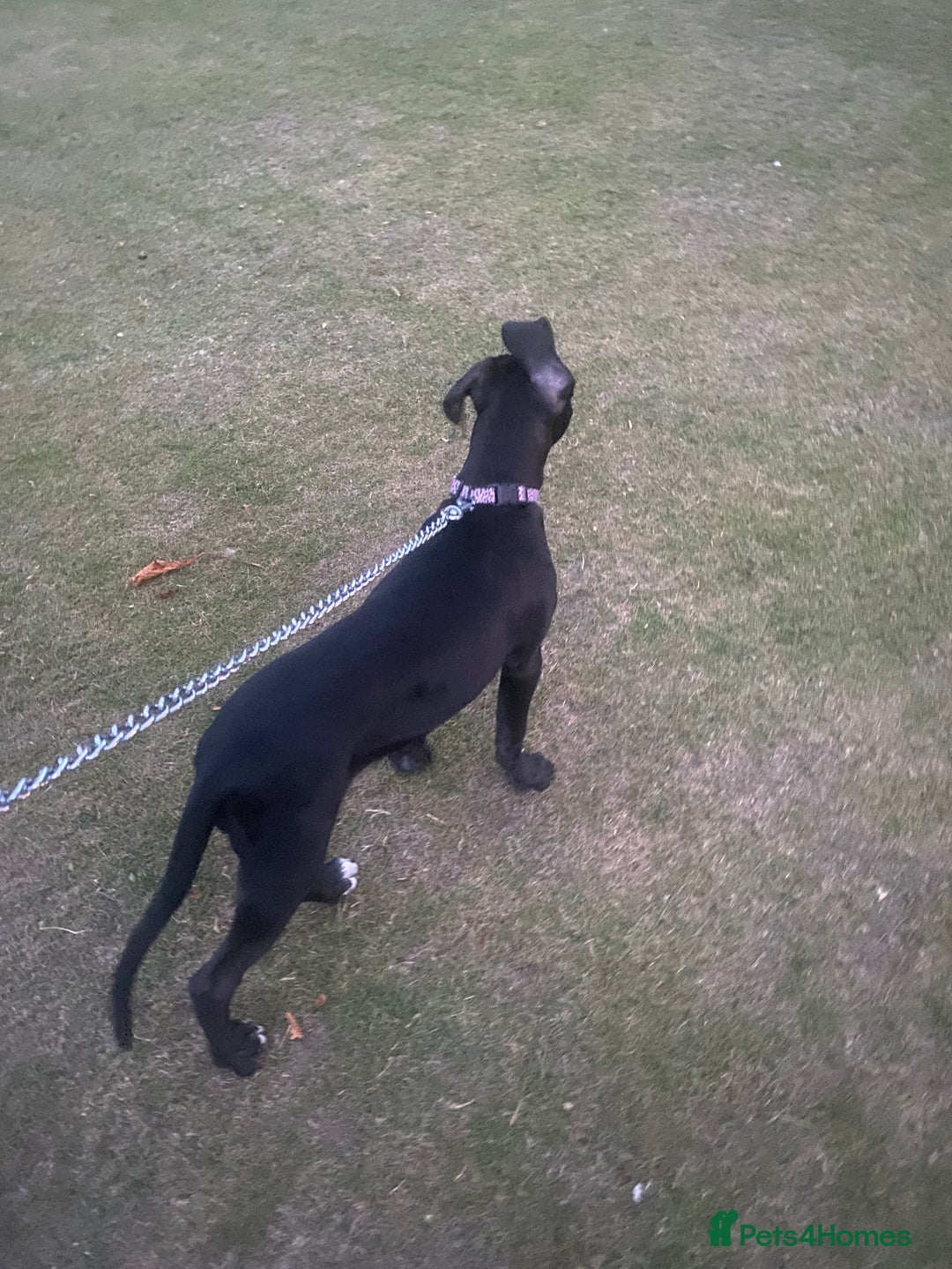 Cane Corso dogs for sale: Luna cane corso  - Image 2