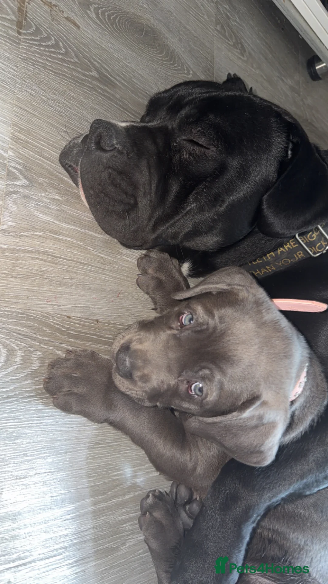 Mixed Breed dogs for sale: Cane corso cross  - Advert 5