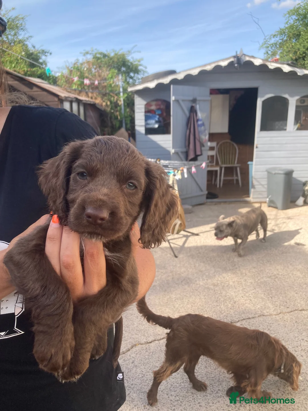 Cocker Spaniel dogs for sale: Cocker spaniel puppies in Evesham - Advert 5