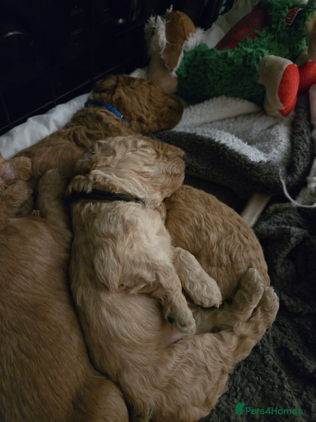 Cockapoo dogs for sale: 6 male Cockapoo puppies. Ready 13th Jan.  - Advert 13