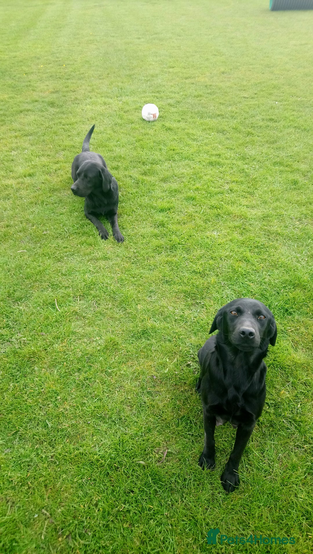 Labrador Retriever dogs for sale: Quality Working Labrador pups for sale  - Advert 10