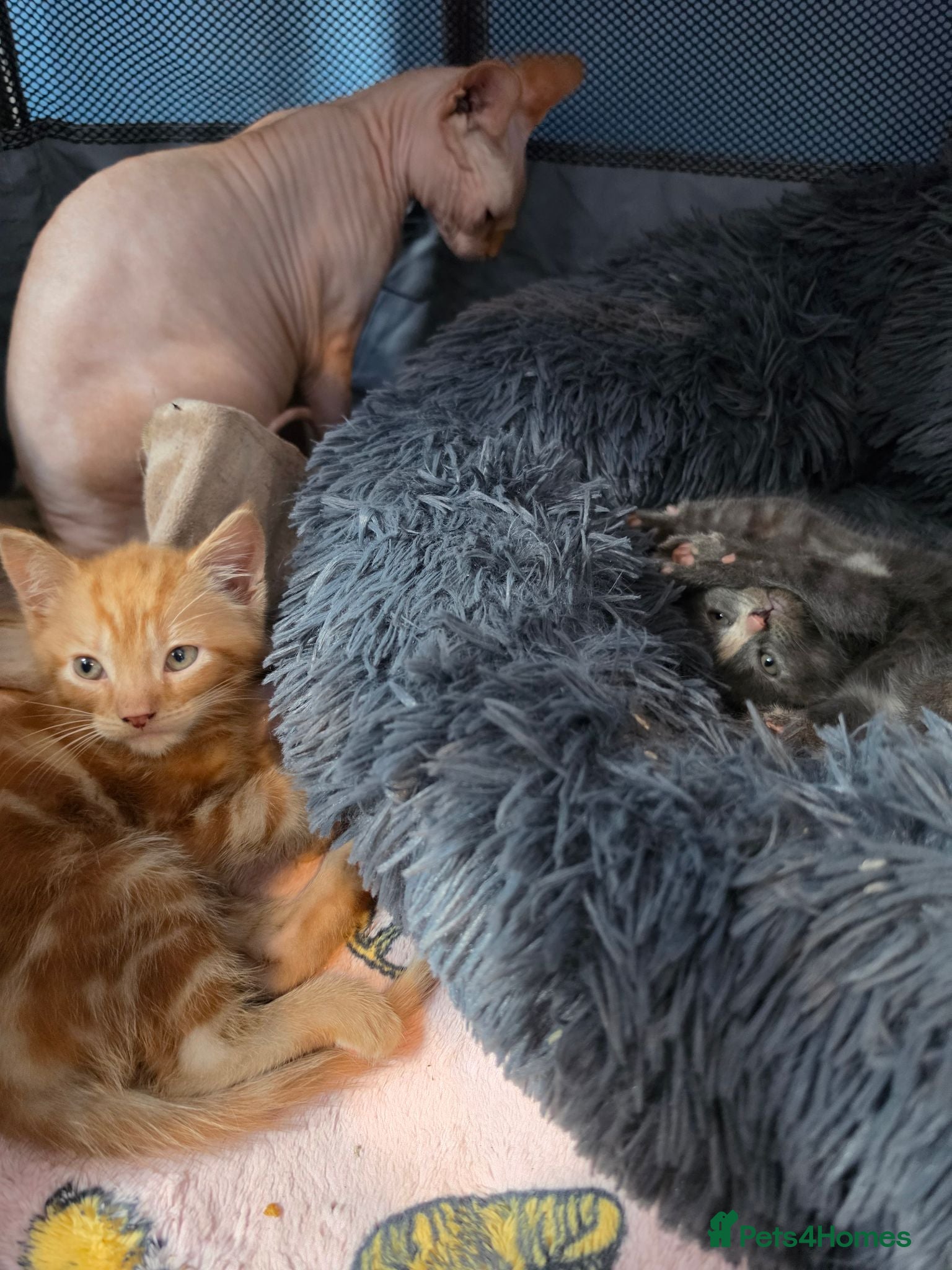 British Shorthair cats 4 British short-hair kittens, 1 male , 3 female - Advert 1