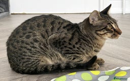 Savannah cats for sale: Reduced and ready F6 Savannah boy Koffee - Image 3
