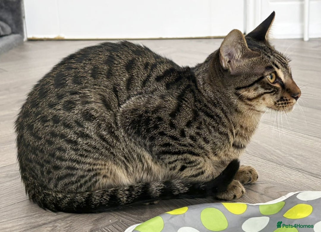 Savannah cats for sale: Reduced and ready F6 Savannah boy Koffee - Image 3