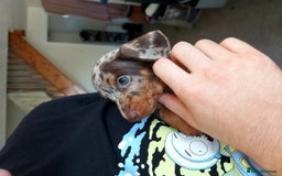 Miniature Dachshund dogs for sale: Chocolate Daple Miniature Boys  - Image 2
