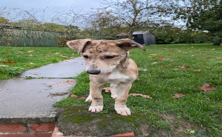 Mixed Breed dogs - Advert 5