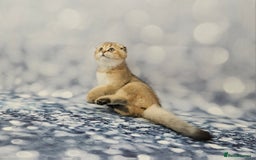 British Shorthair cats for sale: Excellent Scottish straight and fold kittens - Image 12