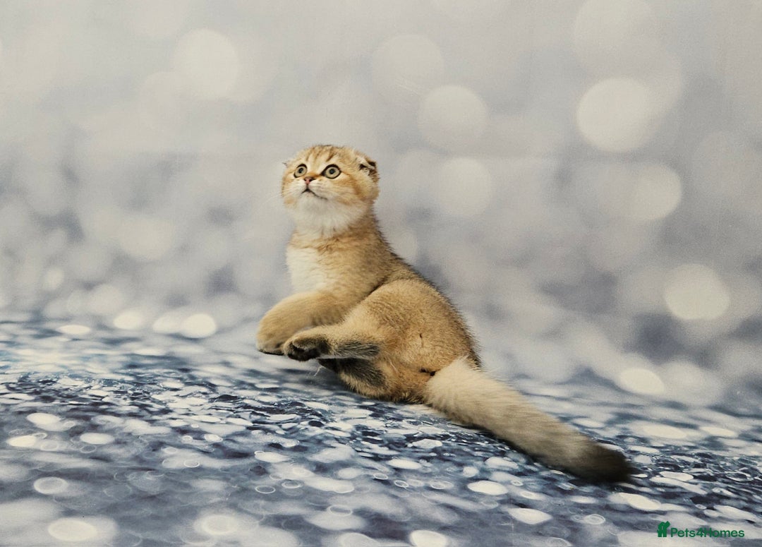 British Shorthair cats for sale: Excellent Scottish straight and fold kittens - Image 12
