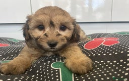 Cavapoochon dogs for sale: Beautiful Cavapoochon puppies for sale  - Image 8