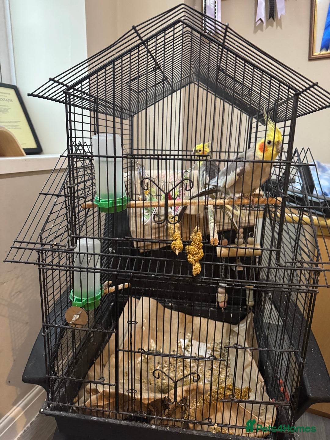 Cockatiels birds for sale: Two cockatiels and their cage  - Advert 1