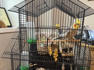 Cockatiels birds Two cockatiels and their cage - Advert 2