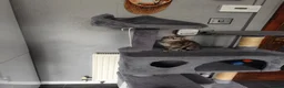Mixed Breed cats for sale: Beautiful kittens ready for new home - Advert 10