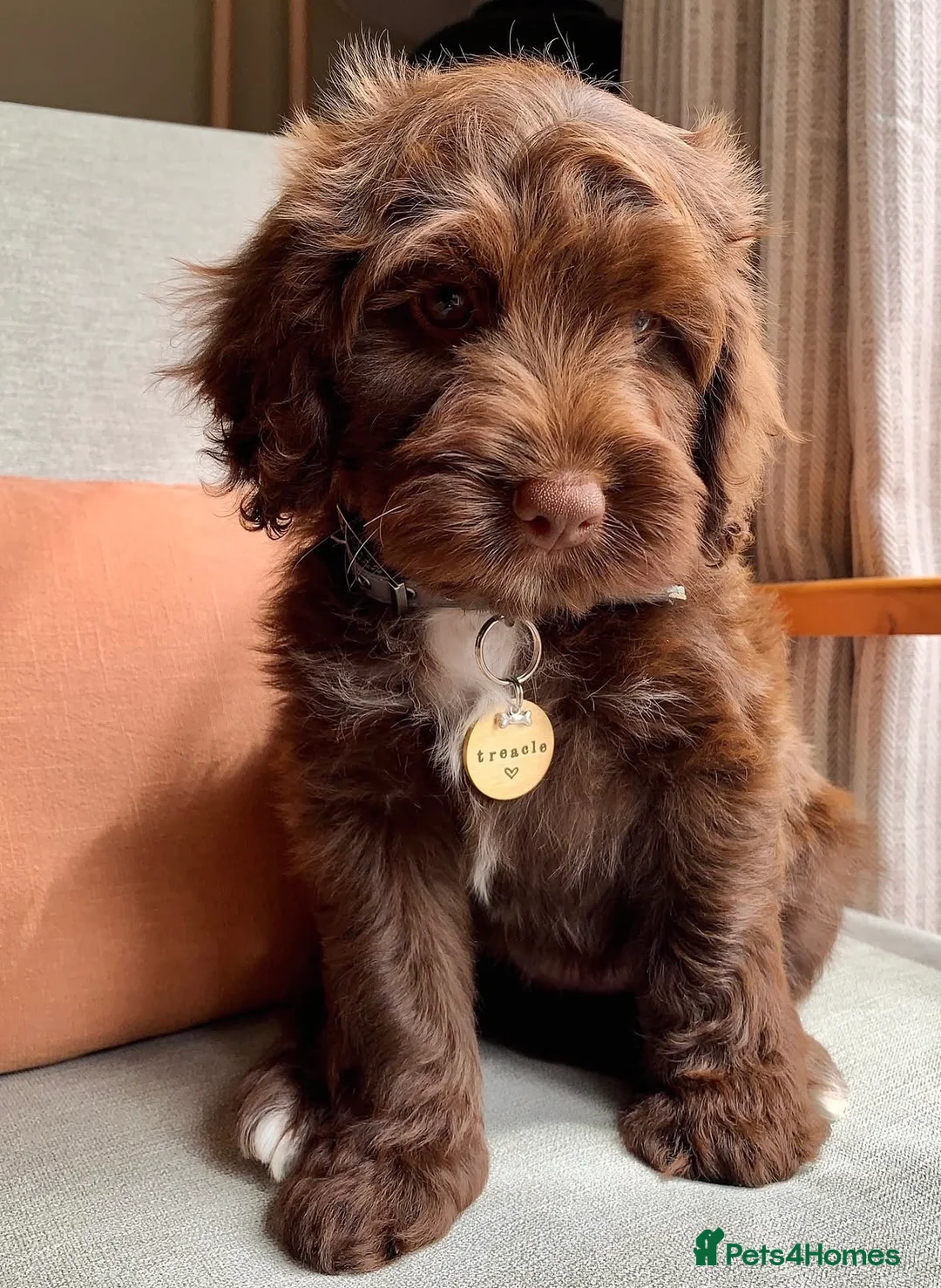 Cockapoo dogs for sale: Cockapoos Due 11th February- Waiting List Open - Advert 11