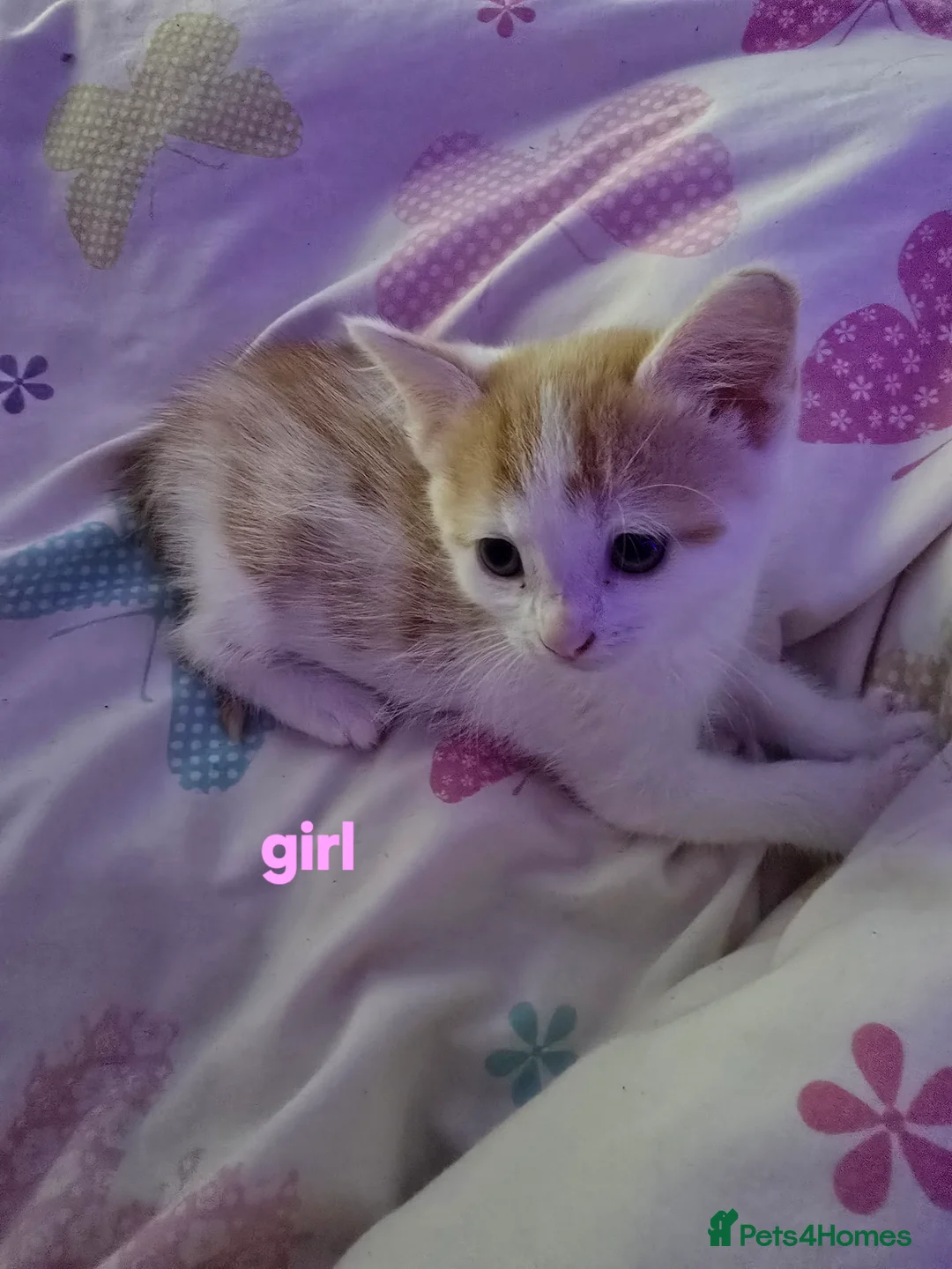 Mixed Breed cats for sale: 4 beautyfull kittens looking for homes - Advert 2