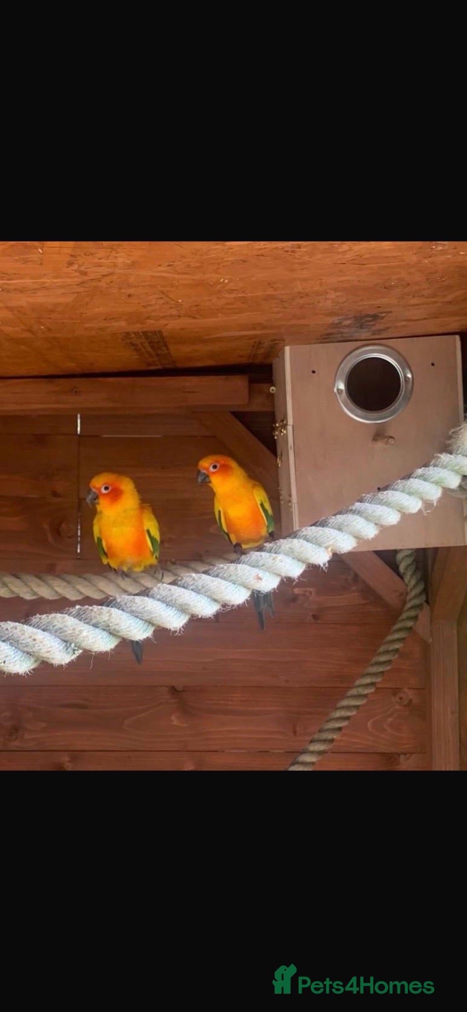 Conures birds Proven Pair Sun Conures  - Advert 15