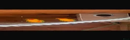 Conures birds for sale: Proven Pair Sun Conures  - Advert 1
