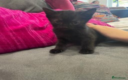 Mixed Breed cats for sale: 4 kittens available 31st Aug - Image 6