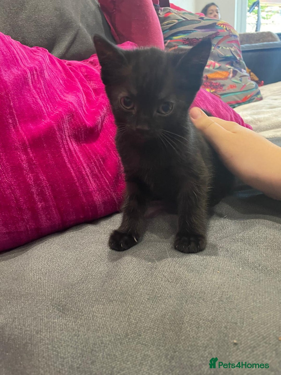 Mixed Breed cats for sale: 4 kittens available 31st Aug - Image 6