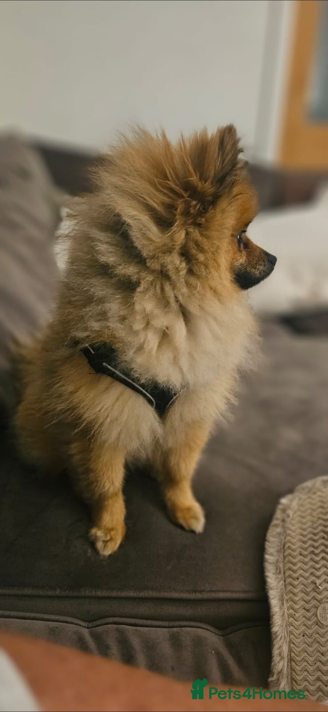 Pomeranian dogs for sale: 2 year old Pomeranian (Bambi) - Advert 3