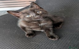 Ragdoll cats for sale: Cross breed ragdoll kittens  - Image 18