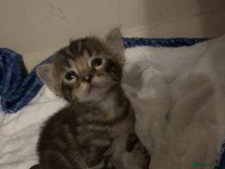 Bengal cats 5 bengal kittens - Advert 16