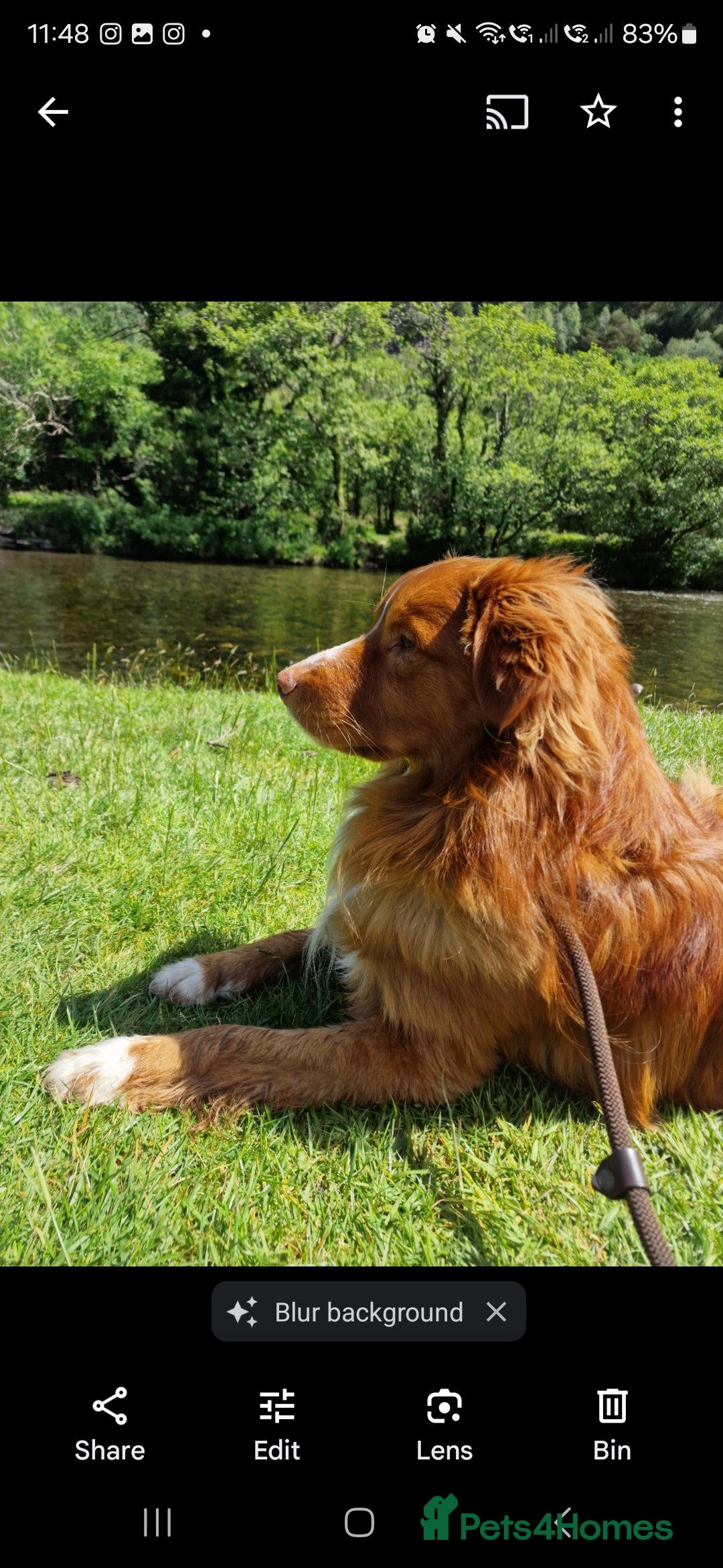 Nova Scotia Duck Tolling Retriever dogs for stud: Health Tested Toller/NSDTR Stud - Advert 11