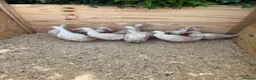 Ducks poultry for sale: Cherry valley young females - Advert 1