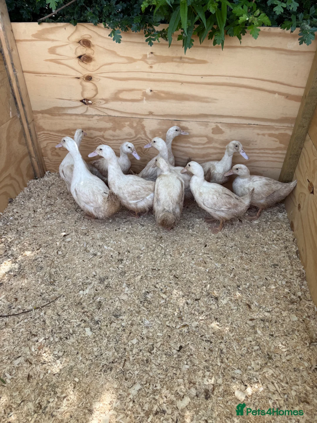 Ducks poultry for sale: Cherry valley young females - Advert 1