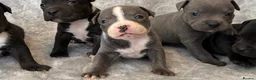 Staffordshire Bull Terrier dogs for sale: Stunning Staffordshire bull terrier puppies in Manchester - Advert 16