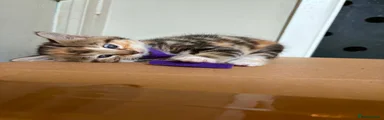 Female 1 
