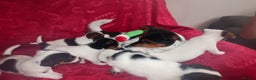 Jack Russell dogs for sale: Five beautiful Jack Russell's - Advert 15