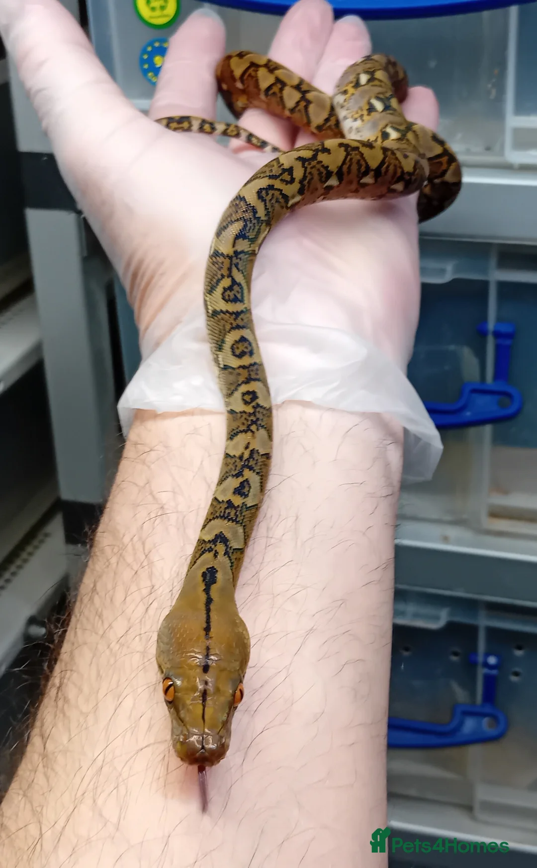 Python Snake reptiles for sale: Malayan Python Island Dwarf Form - Advert 1