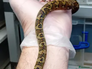 Python Snake reptiles Malayan Python Island Dwarf Form - Advert 2