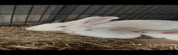 New Zealand rabbits for sale: Breeding pair of New Zealand whites - Advert 4