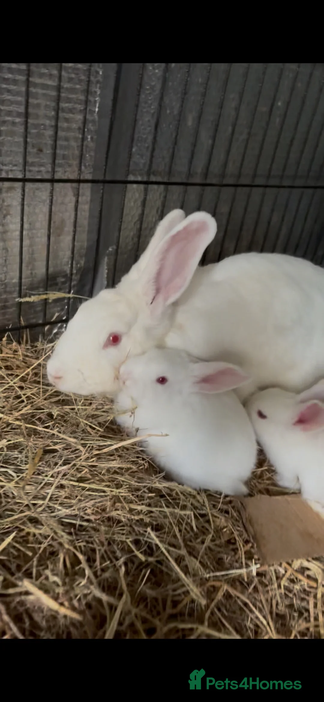 New Zealand rabbits for sale: Breeding pair of New Zealand whites - Advert 4