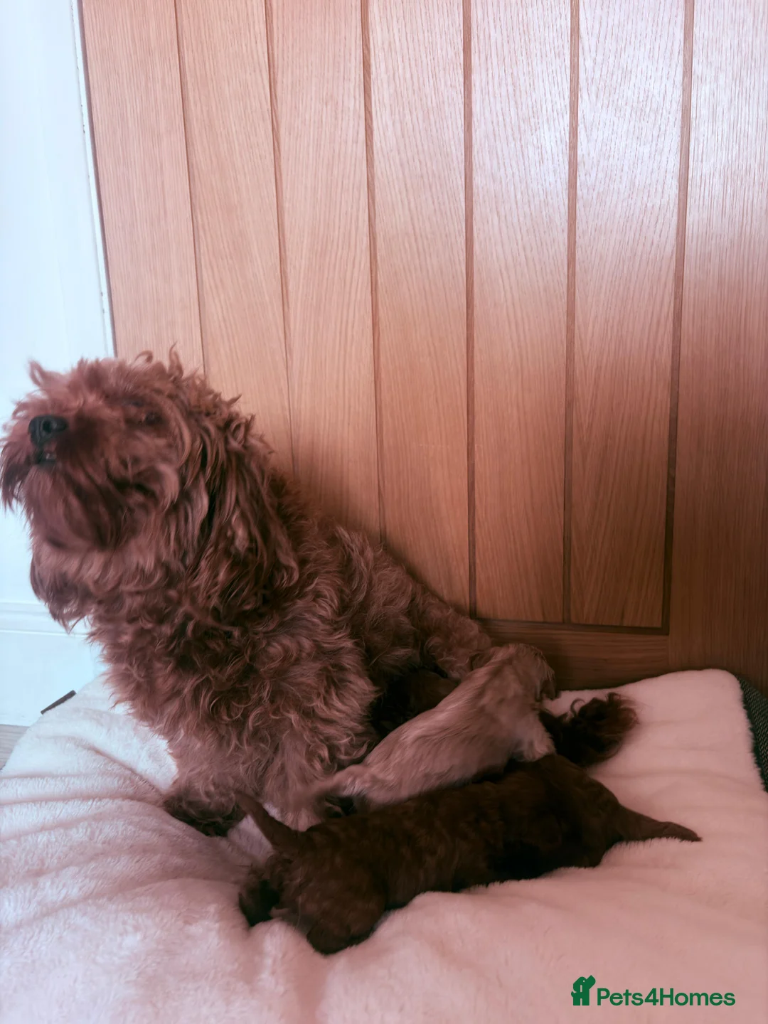 Cavapoo dogs for sale: F1B HEALTH TESTED CAVAPOO PUPPIES  in Wolverhampton - Advert 1