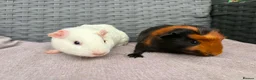 Guinea Pig rodents for sale: Sows and Trio of Boars  - Advert 14