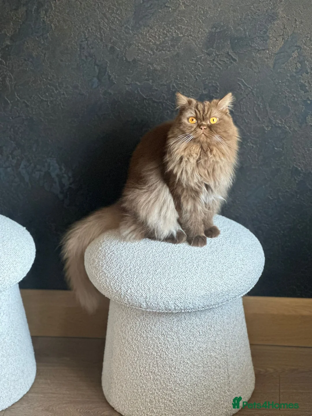 British Shorthair cats for sale: Cinnamon British Longhair& Blue British Shorthair  - Advert 12