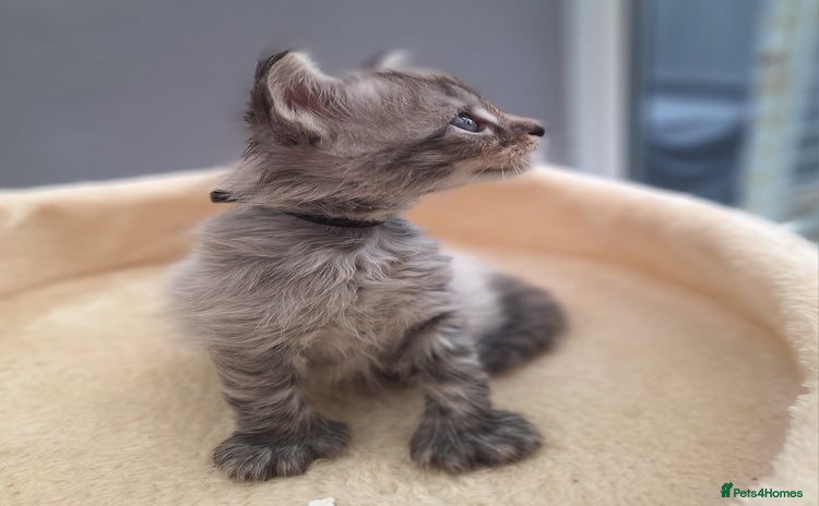 Maine Coon cats - Advert 7