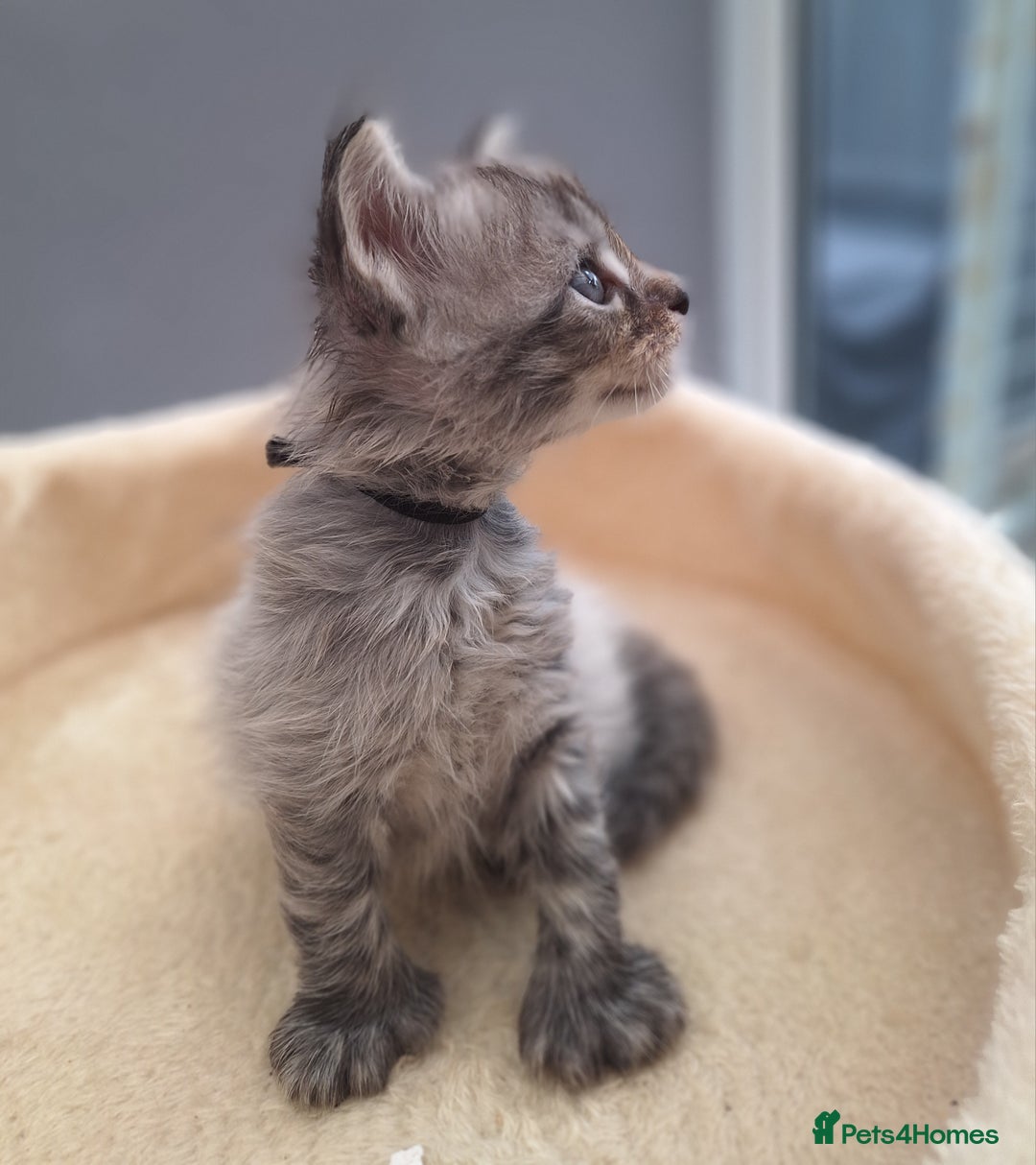 Maine Coon cats for sale: Mainecoon kittens BlackSilver smoke poly non poly - Image 1