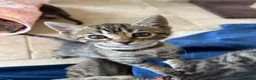 Bengal cats for sale: Playful, loving and exceptional pedigree kittens in Chipping Norton - Advert 6