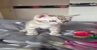 Bengal cats - Advert 5