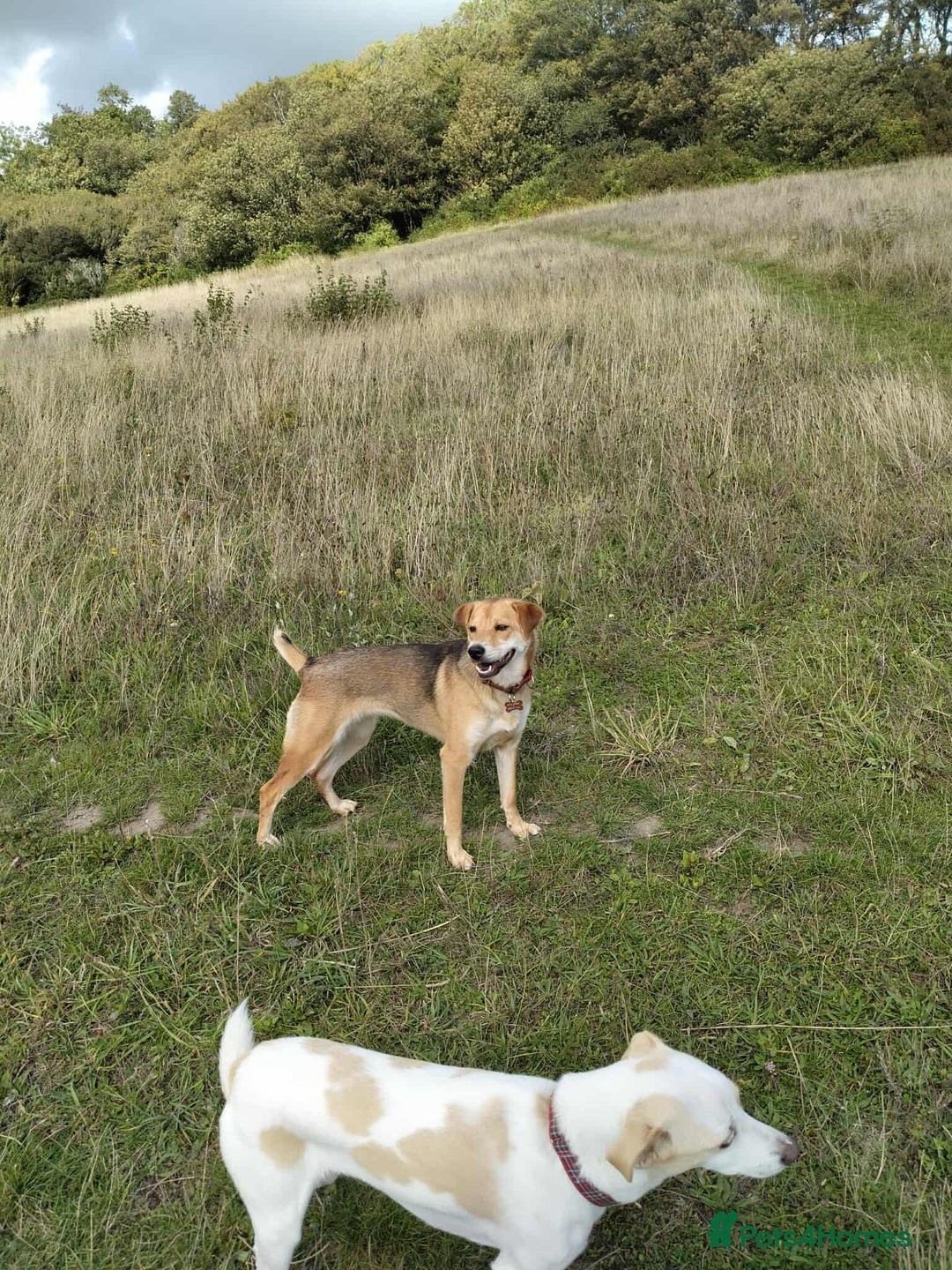 Japanese Shiba Inu dogs for adoption: Kyoto, 1 yr old female Shiba Inu X for adoption - Image 7