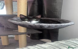 Domestic Shorthair cats for sale: Jinx  - Image 2