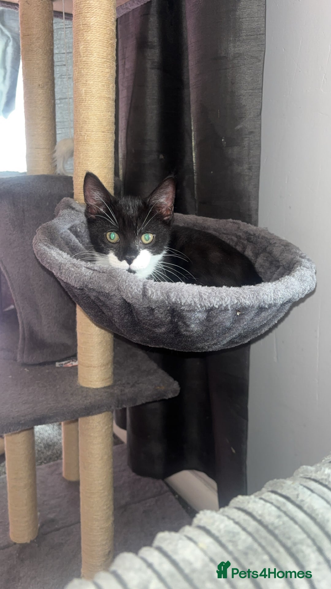 Domestic Shorthair cats for sale: Jinx  - Image 2